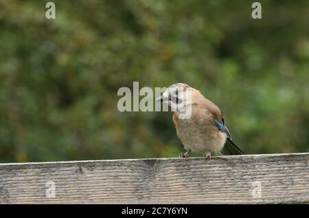 Ein niedlicher Junghäher, Garrulus glandarius, der auf einem Holzzaun am Waldrand steht. Stockfoto