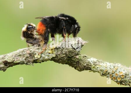 Ein paarendes Paar schöner Rotschwanzbumblebee, Bombus lapidarius, auf einem mit Flechten bedeckten Zweig. Stockfoto