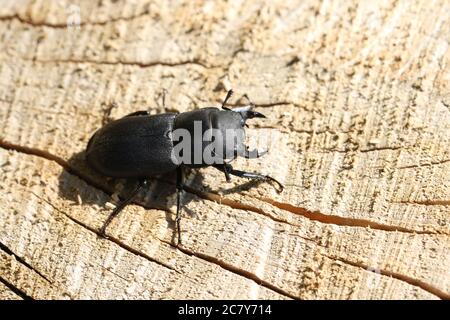 Ein kleiner Hirsch-Käfer, Dorcus parallelipipipedus, auf einem verrottungsreichen Baumstamm im britischen Wald. Stockfoto