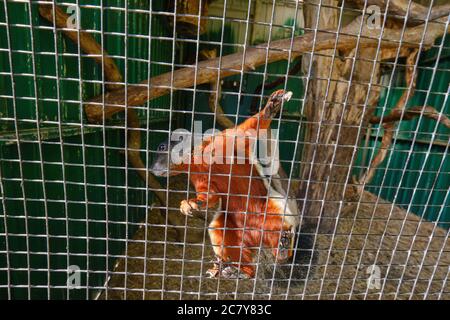 Ein Prevost-Eichhörnchen, das hoch gegen das Netz klettert Stockfoto