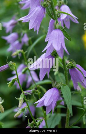 Schöne blaue Blüten der Campanula Pflanze die violette Glocke der bärtigen Campanula barbata wächst im Garten Stockfoto