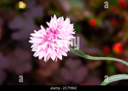 Einzelblüte der Kornblumenpflanze, Centaurea cyanus, Asteraceae. Kornblume Kraut oder Bachelor-Knopf Blume im Garten Stockfoto