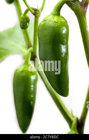 Grüne Paprika mit Pflanze isoliert auf weiß Stockfoto