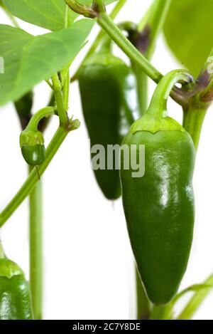 Wachsende Paprika isoliert Stockfoto