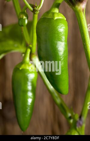 Paprika im Garten anbauen Stockfoto