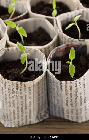 Anbau von Tomatenpflanzen in Papiertöpfen Stockfoto