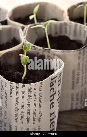 Kultivieren Tomatensämlinge in Papiertöpfen Stockfoto