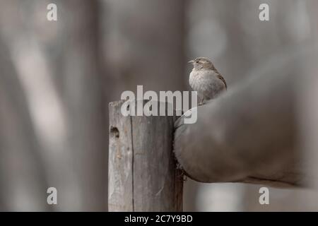 Graustufenaufnahme eines Vogels, der auf einem hölzernen Zaun sitzt Stockfoto