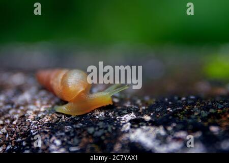 Selektive Fokusaufnahme einer kleinen Schnecke mit einem spitzen Lange Schale auf einem Stein Stockfoto