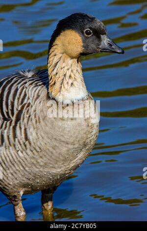 Hawaiianische Gans oder Nene. (Branta sandvicensis) ist eine auf den Hawaii-Inseln endemische Gänseart. Es teilt sich einen gemeinsamen Vorfahren mit dem Kanad Stockfoto