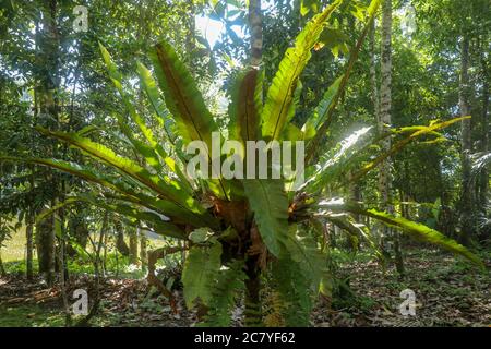 Weiche grüne Farbe von Asplenium Nidus in Garten, Außen-und Außendekoration. Vogelnest Fern ist eine epiphytische Farnart in der Familie Stockfoto