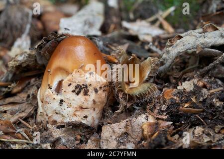 Essbarer Pilz Amanita fulva im Buchenwald. Bekannt als Tawny Grisette. Wildpilz mit Tawny Tasse. Stockfoto