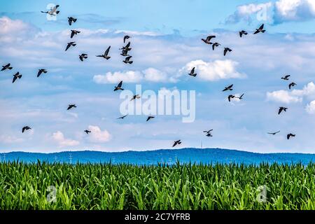 Landwirtschaftliche Landschaft - Wildtauben fliegen über das Maisfeld. Stockfoto