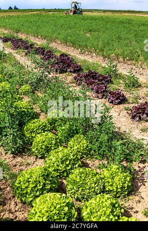 Bio-Gemüsefeld - Reihen von wachsenden Salat und Fenchel Pflanzen im Hochsommer. Stockfoto