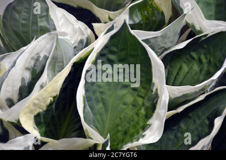 Dunkelgrüne/cremig-weiße Ränder, Husta 'Minuteman' (Plantain Lily) Blätter, die an einer Grenze im RHS Garden Harlow Carr, Harrogate, Yorkshire, angebaut werden. England, Stockfoto