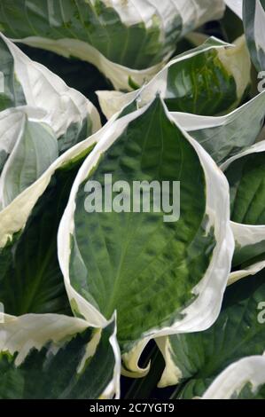 Dunkelgrüne/cremig-weiße Ränder, Husta 'Minuteman' (Plantain Lily) Blätter, die an einer Grenze im RHS Garden Harlow Carr, Harrogate, Yorkshire, angebaut werden. England, Stockfoto