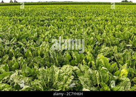 Landwirtschaftliche Landschaft - Zuckerrübenfeld im Hochsommer. Stockfoto