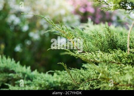 Juniper Niederlassung. Nahaufnahme mit unscharfem Hintergrund. Hintergrund Der Struktur Von Juniper Tree. Immergrüne Nadelholz Wacholder Leuchtend Grüne Farbe Oberfläche. Stockfoto