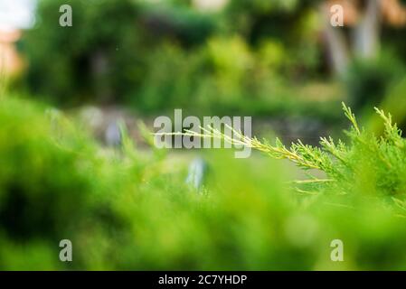 Juniper Niederlassung. Nahaufnahme mit unscharfem Hintergrund. Hintergrund Der Struktur Von Juniper Tree. Immergrüne Nadelholz Wacholder Leuchtend Grüne Farbe Oberfläche. Stockfoto