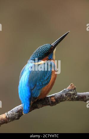 Eisvogel auf Ast Stockfoto