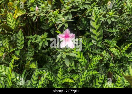 Nahaufnahme der rosa Rhododendron simsii Blüte in Bali, Indonesien. Frühling Blumen Serie, rosa Azaleen Blumen. Blühende Pflanze Stockfoto