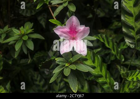 Nahaufnahme der rosa Rhododendron simsii Blüte in Bali, Indonesien. Frühling Blumen Serie, rosa Azaleen Blumen. Blühende Pflanze Stockfoto