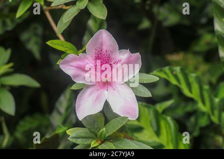 Nahaufnahme der rosa Rhododendron simsii Blüte in Bali, Indonesien. Frühling Blumen Serie, rosa Azaleen Blumen. Blühende Pflanze Stockfoto