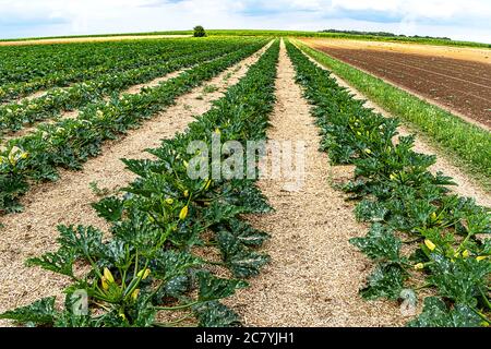 Ökologischer Landbau in Deutschland- Reihen von jungen Courgette-Pflanzen auf einem Feld. Stockfoto