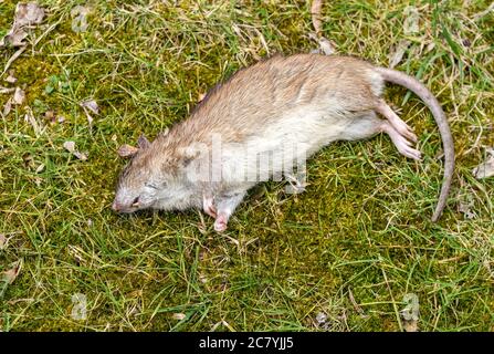 Große Ratte, die tot auf dem Gras liegt. Stockfoto