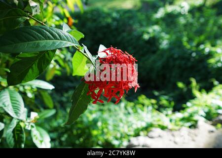 Nahaufnahme des roten Ixora coccinea (West Indian Jasmine) Blumenbaums Stockfoto