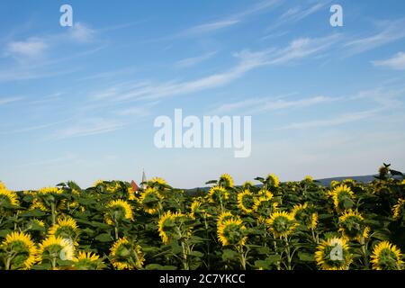 Sonnenblumenfeld im Sommer mit blauem Himmel Stockfoto