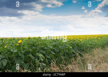 Sonnenblumenfeld im Sommer mit blauem Himmel Stockfoto