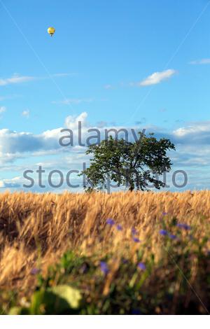 Ein Ballon am Himmel über Gerstenfeldern in Franken an einem schönen Sommertag Stockfoto