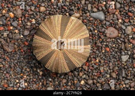 Nahaufnahme von Skeletten eines Seeigel in Braun- und Schwarztönen. Detail von braunen und schwarzen Muscheln auf dem nassen Sandhintergrund. Oben Stockfoto