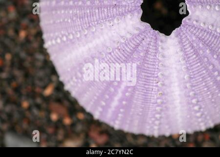 Nahaufnahme von Skeletten eines Seeigel in violetten Farbtönen. Detail von violetten farbigen Muscheln auf dem nassen Sand Hintergrund. Blick von oben auf Seeigel Stockfoto