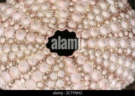 Nahaufnahme von Skeletten eines Seeigel in Weiß- und Rosa-Tönen. Detail der gelben Muscheln auf dem nassen Sand Hintergrund. Draufsicht auf Stockfoto