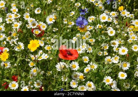 Gepflanzte Wildblumenwiese mit Mohnblumen Mais Ringelblume Kornblume und Gänseblümchen Blumen Stockfoto