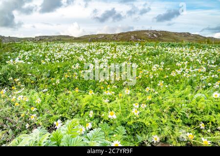 Blüte. Kamille. Blühendes Kamillenfeld, Kamille blüht im Sommer auf einer Wiese in Irland. Stockfoto