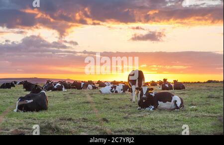 Alter Leiter von Kinsale, Cork, Irland. 20. Juli 2020, die Sonne geht hinter einer Herde von Holstein-Friesern in der Nähe des Alten Kopfes von Kinsale, Co. Cork, Irland auf. - Credit; David Creedon / Alamy Live News Stockfoto