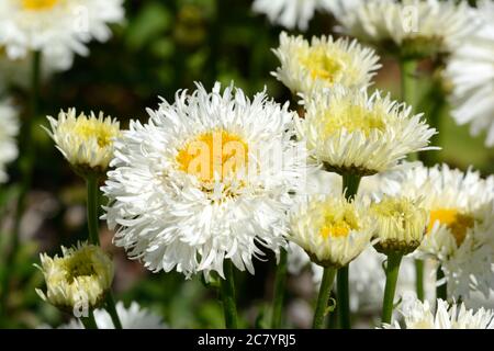 Leucanthemum superbum Engelina Shatsa Gänseblümchen blüht Stockfoto