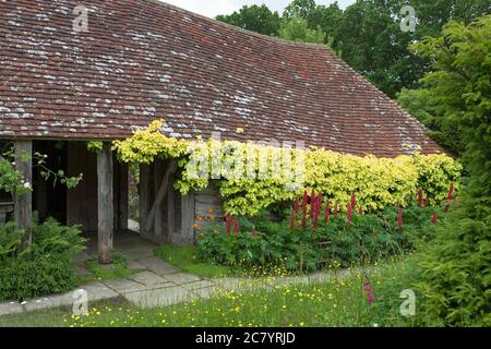 Alte Kuhstall, bekannt als "Hovel", vom Topiary Lawn aus gesehen, Great Dixter Gardens, erstellt vom verstorbenen Christopher Lloyd, East Sussex, England, Großbritannien Stockfoto