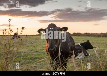 Alter Leiter von Kinsale, Cork, Irland. 20. Juli 2020, die Sonne geht hinter einer Herde von Holstein-Friesern in der Nähe des Alten Kopfes von Kinsale, Co. Cork, Irland auf. - Credit; David Creedon / Alamy Live News Stockfoto