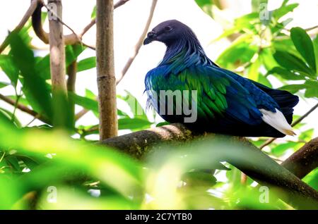 Nicobar Pigeon (Caloenas Nicobarica), seltener tropischer Vogel Stockfoto