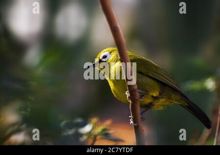 Silberauge kleiner Vogel (Zosterops lateralis), auch bekannt als Wax-Eye oder Oriental White-Eye Stockfoto