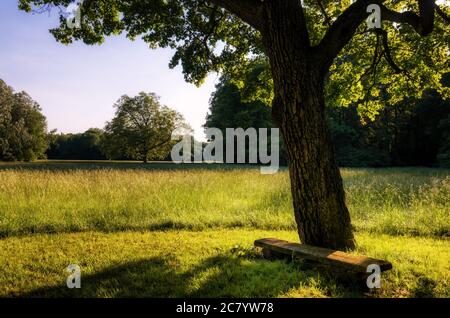 Alte Holzbank unter einem einsamen Baum im Wald Stockfoto