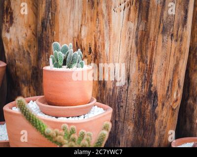 Kleiner Terrakotta-Topf mit grünem Wachstum Kaktus Pflanze auf weißen Kies auf Holz Hintergrund mit Kopieplatz. Stockfoto