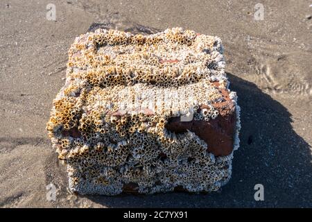 Acorn-Seepocken Semi balanus balanoides oder Chthamalus stellatus auf alten roten weggeworfenen Ziegel Stockfoto