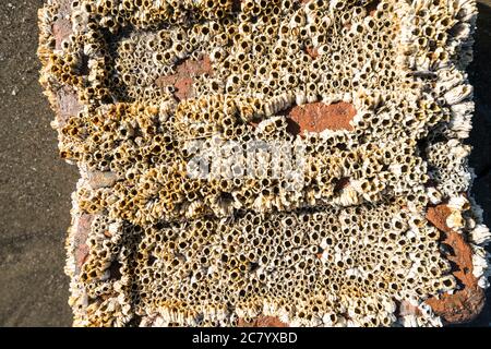 Acorn-Seepocken Semi balanus balanoides oder Chthamalus stellatus auf alten roten weggeworfenen Ziegel Stockfoto