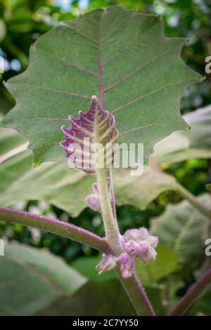 Neues Blattwachstum auf einer Litchi chinensis Lychee Pflanze. Stockfoto