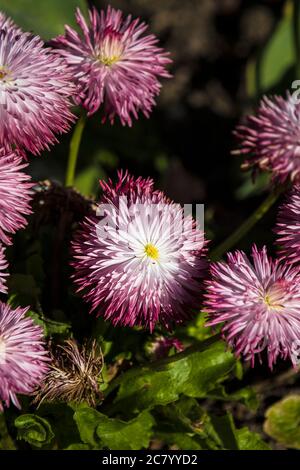 Bellis perennis Pomponette Bicolor Gänseblümchen wächst in einem Blumenbeet. Stockfoto